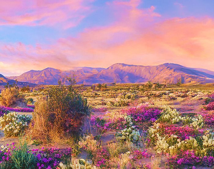 Field of flowers and mountains