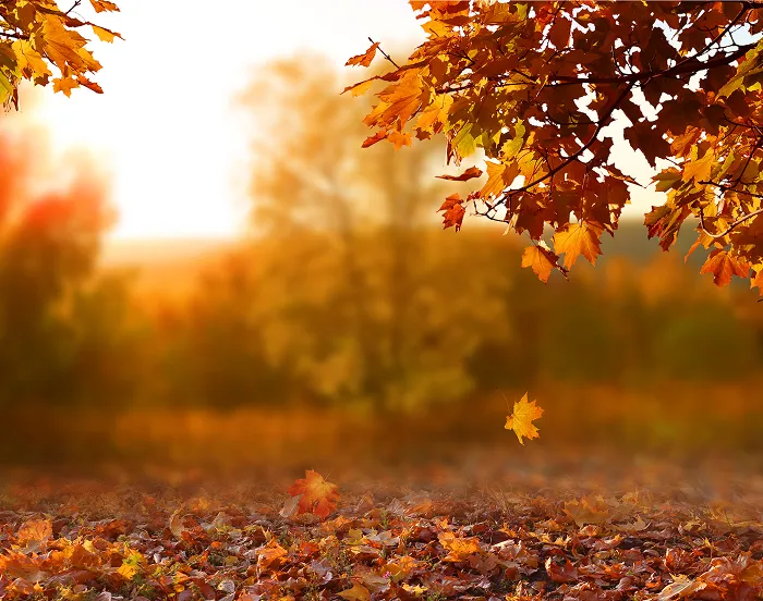 Hojas de otoño cayendo de un árbol