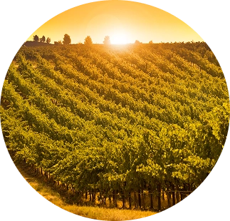 Sunset over a vineyard