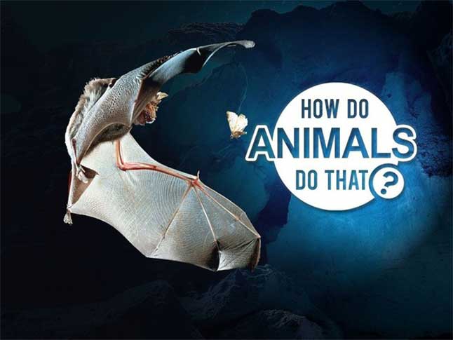 How Do Animals Do That